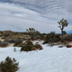 Illustration for article titled Taking A Guided Hummer Tour Of Joshua Tree Was A Highlight Of My Vacation